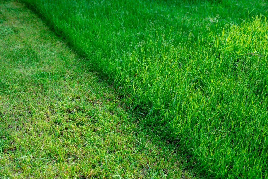 Long grass being mowed.