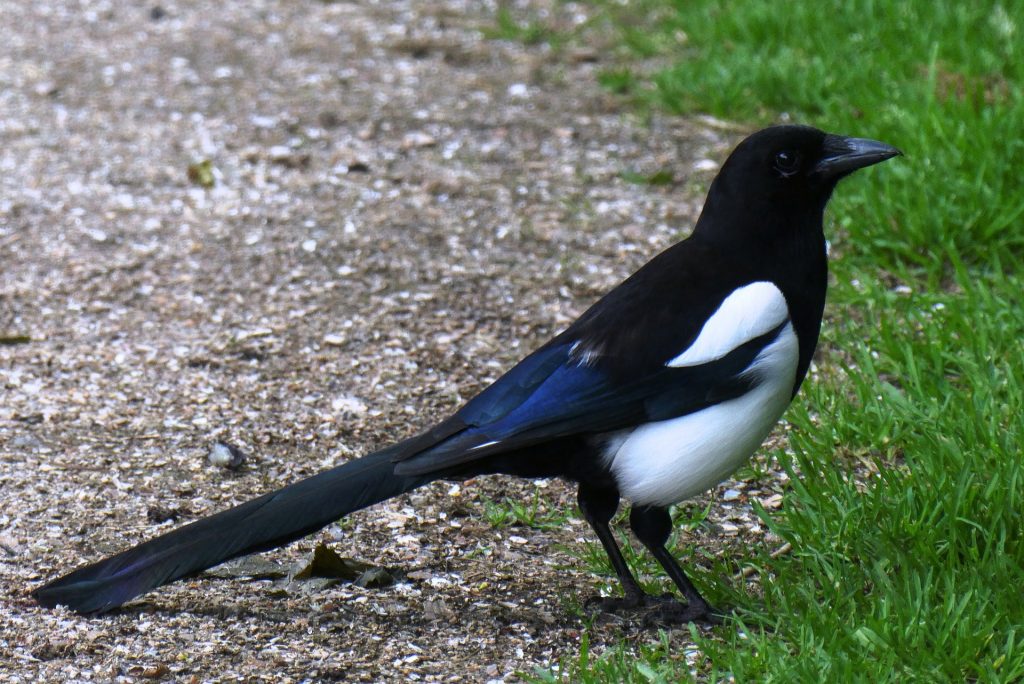 Magpie.