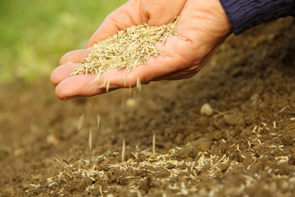 Man holding grass seeds.