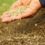 Where Do Grass Seeds Come From | How Grass Seed Is Farmed