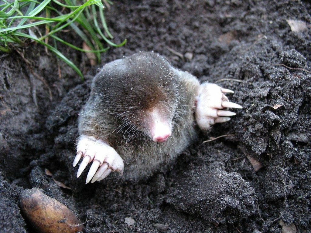 Mole in dirt.