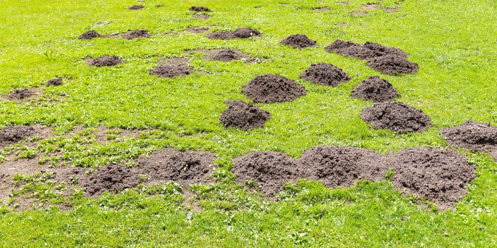 Molehills in a lawn.