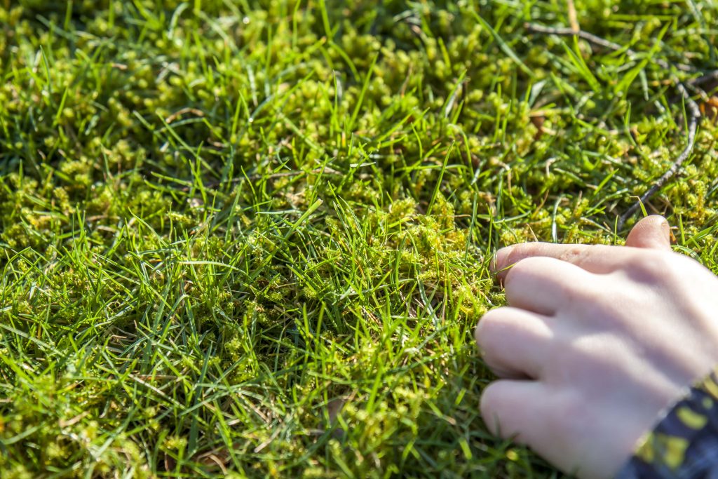 Moss growing on a lawn.