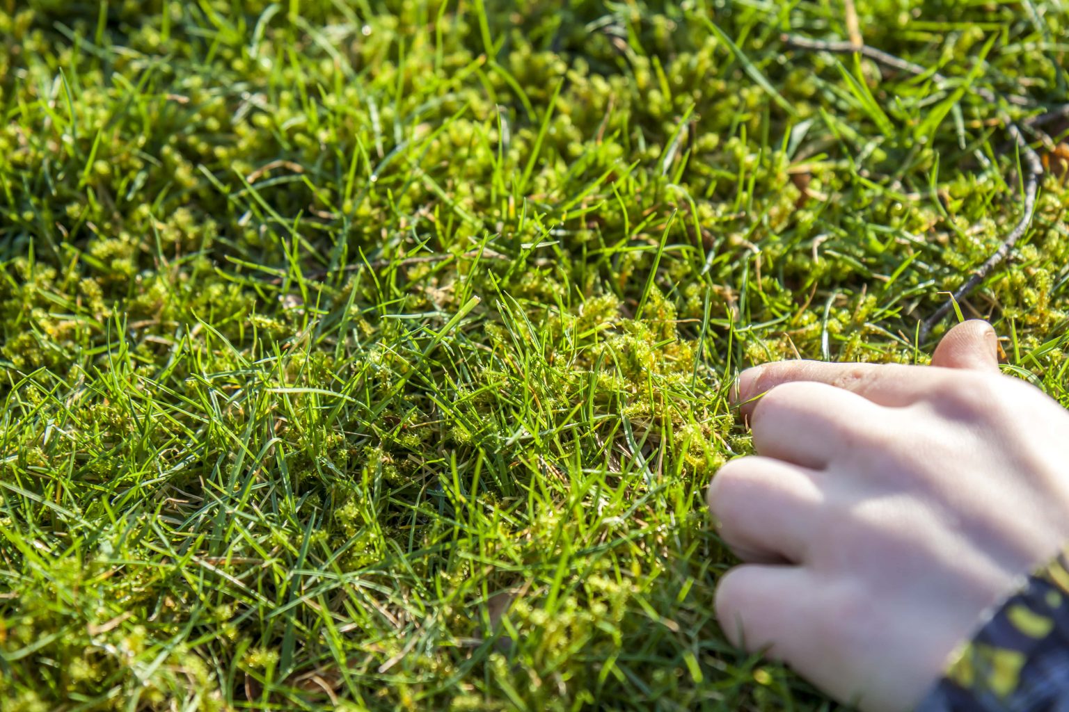 How To Remove Moss From Your Lawn (And Stop It Returning)