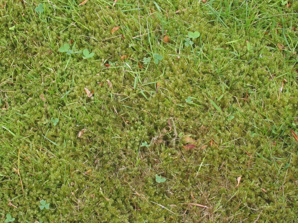 Lawn covered in moss.