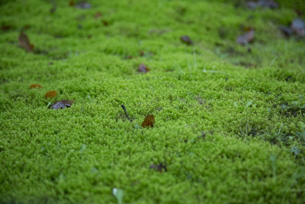 Lawn covered in moss.