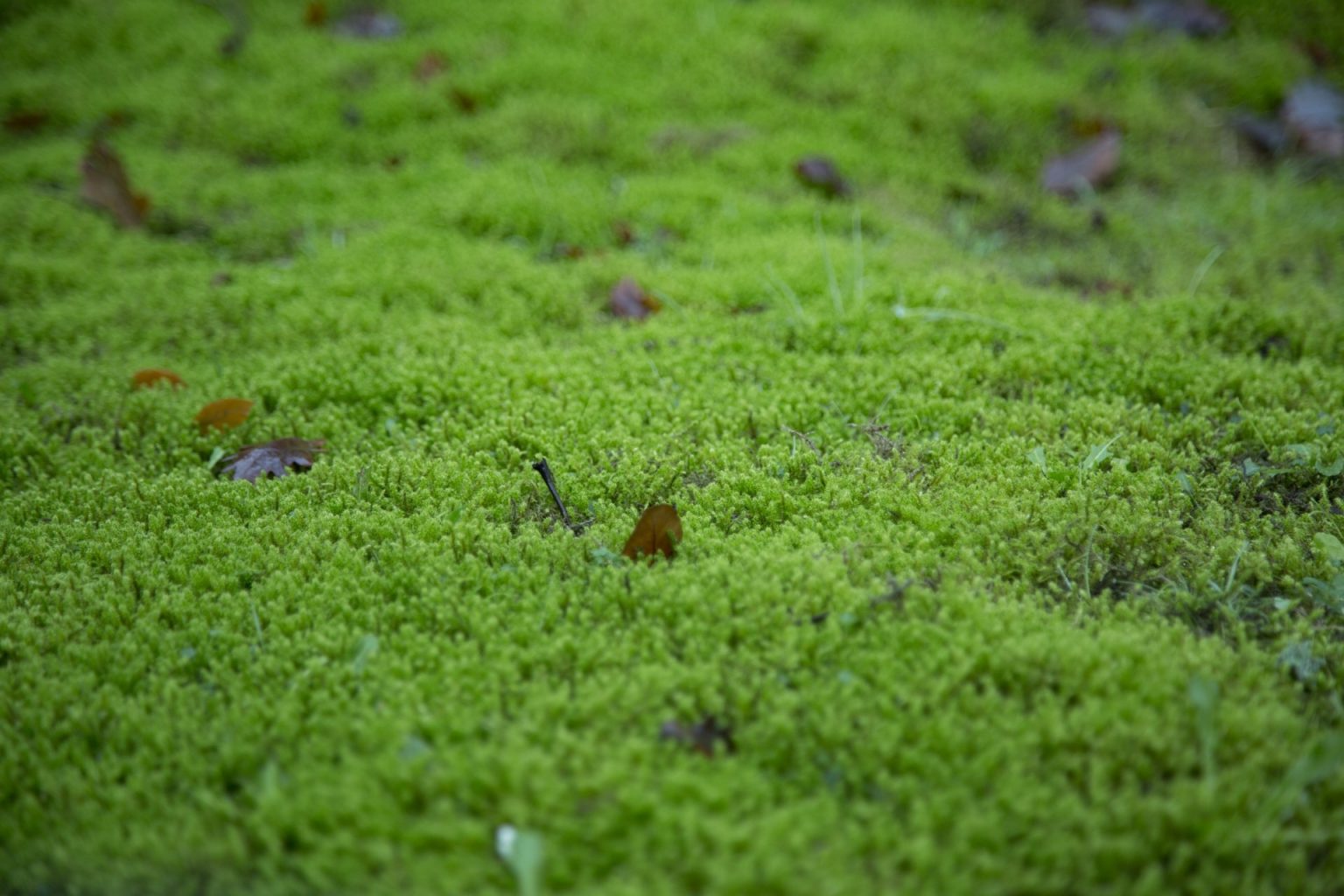 How To Remove Moss From Your Lawn (And Stop It Returning)
