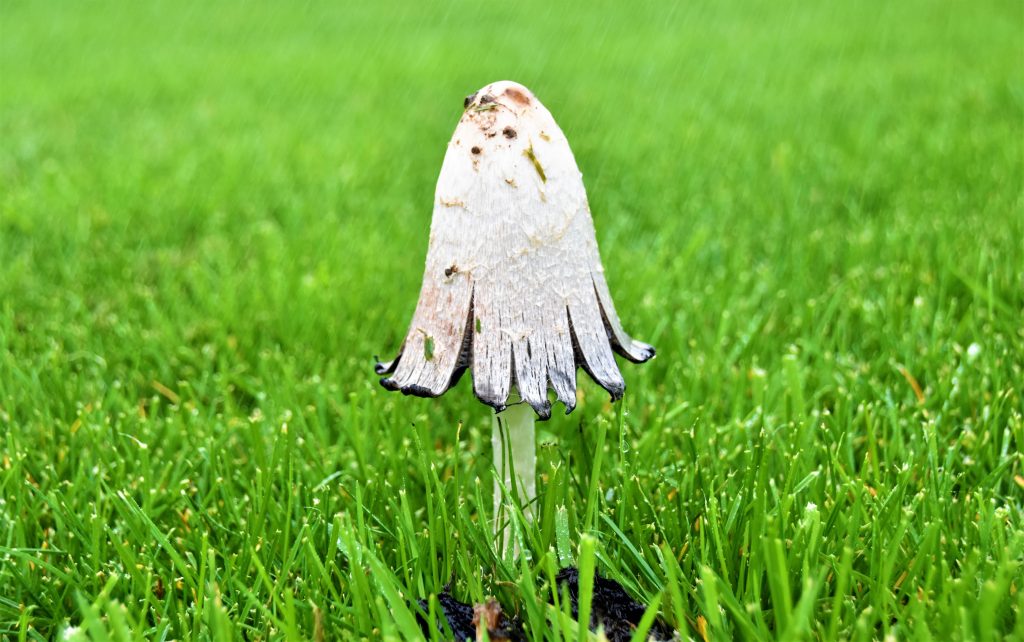 White mushroom growing in lawn.