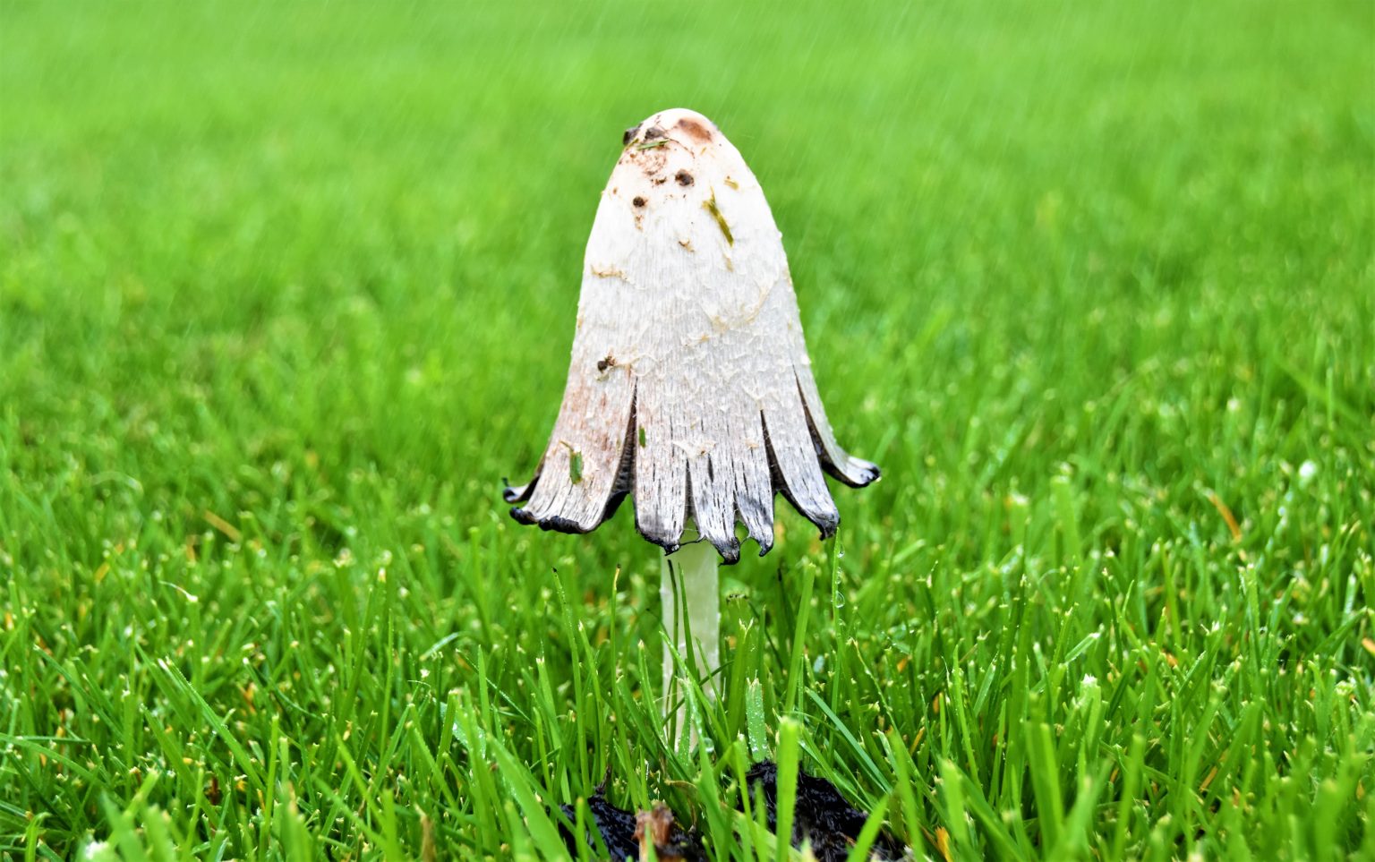 Toadstools In Lawn Why Mushrooms Grow & How To Get Rid