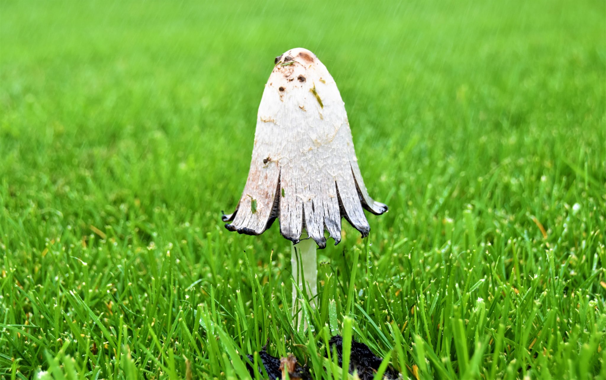 Toadstools In Lawn | Why Mushrooms Grow & How To Get Rid