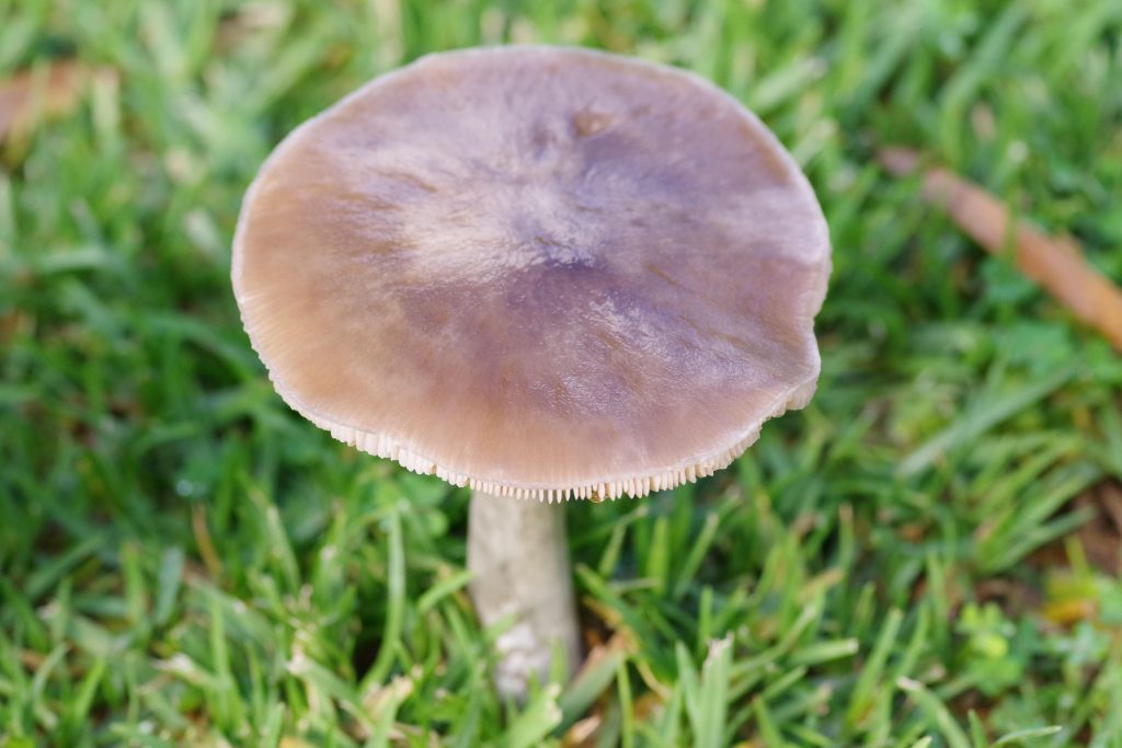 Brown mushroom growing in lawn.