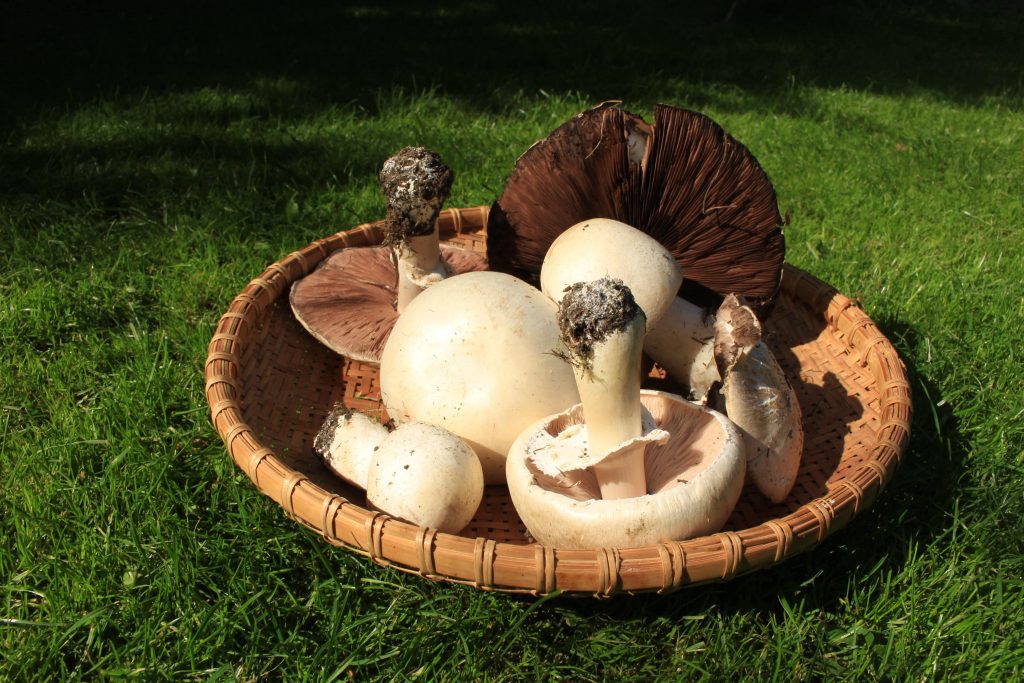 Basket of mushrooms picked from lawn.