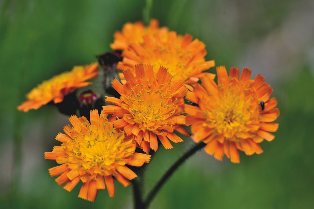 Orange Hawkweed flowers.