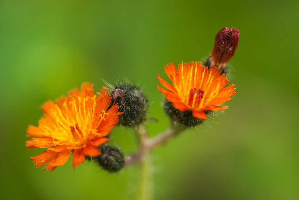 Orange Hawkweed plant.