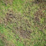 How To Fix Patchy Grass | Repair Lawn Bare Spots