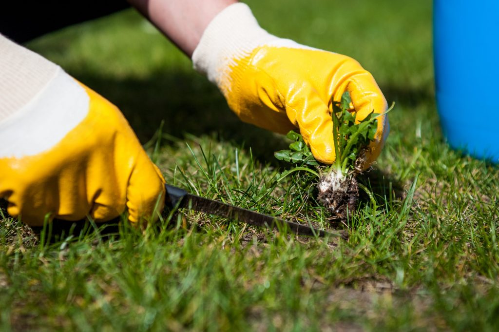 Person pulling a weed out of grass.