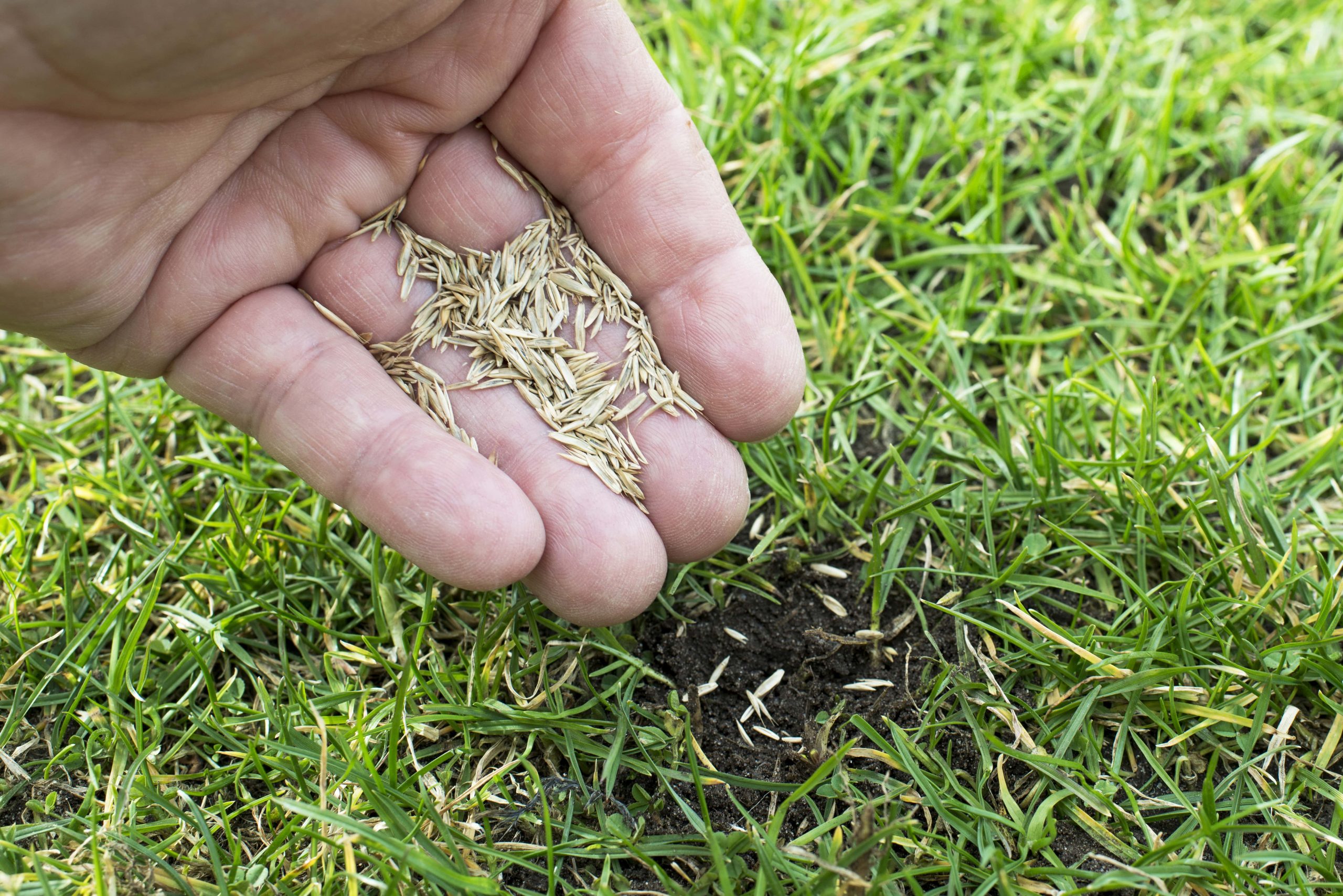 Person scattering grass seeds by hand.
