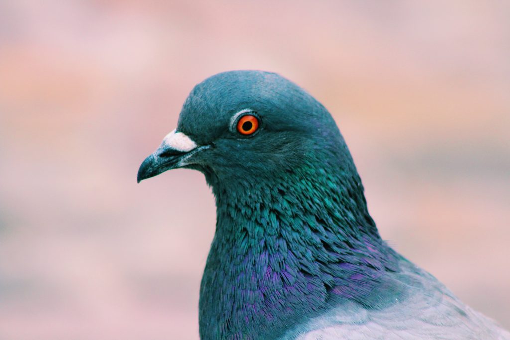 Pigeon.