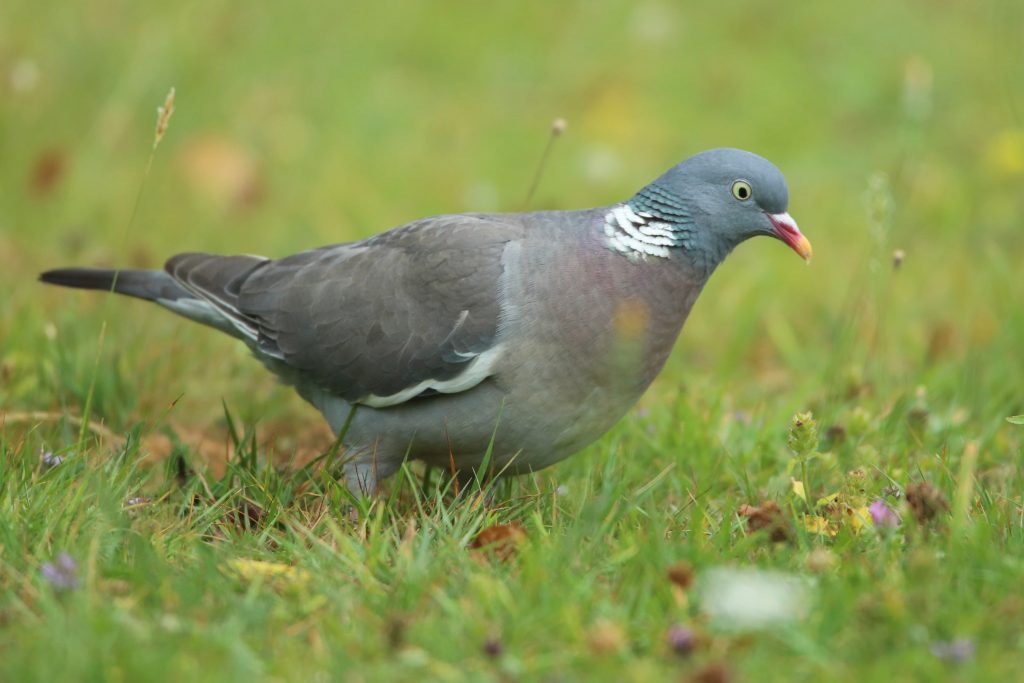 Pigeon walking on grass.