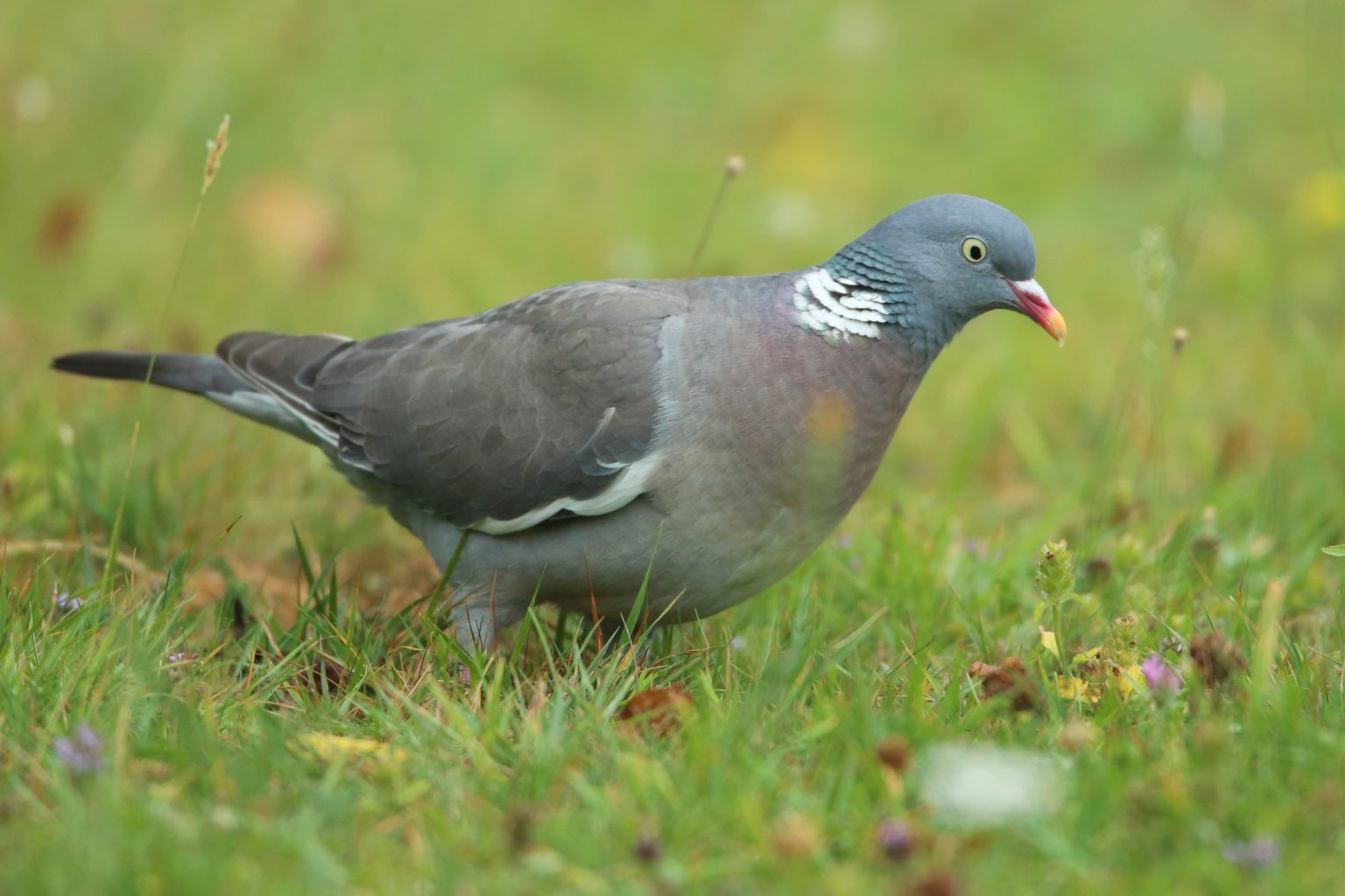 How To Stop Birds Eating Grass Seed 5 Methods Explained