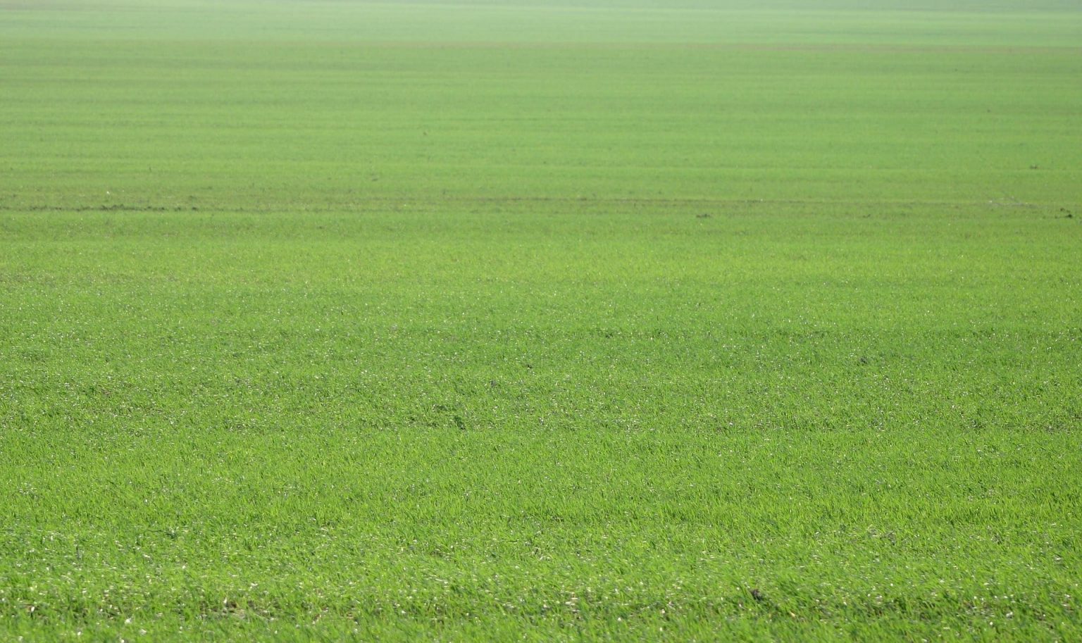 How To Roll A Lawn The Ultimate Guide Lawn Care Pro