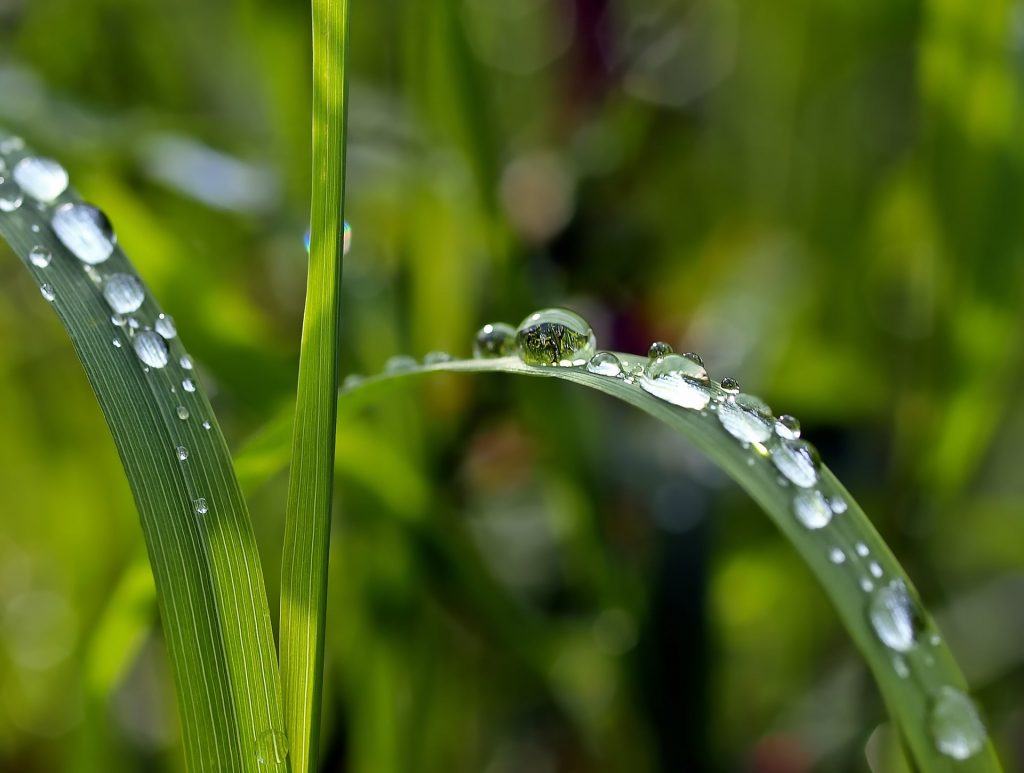 Blade of grass covered in water.