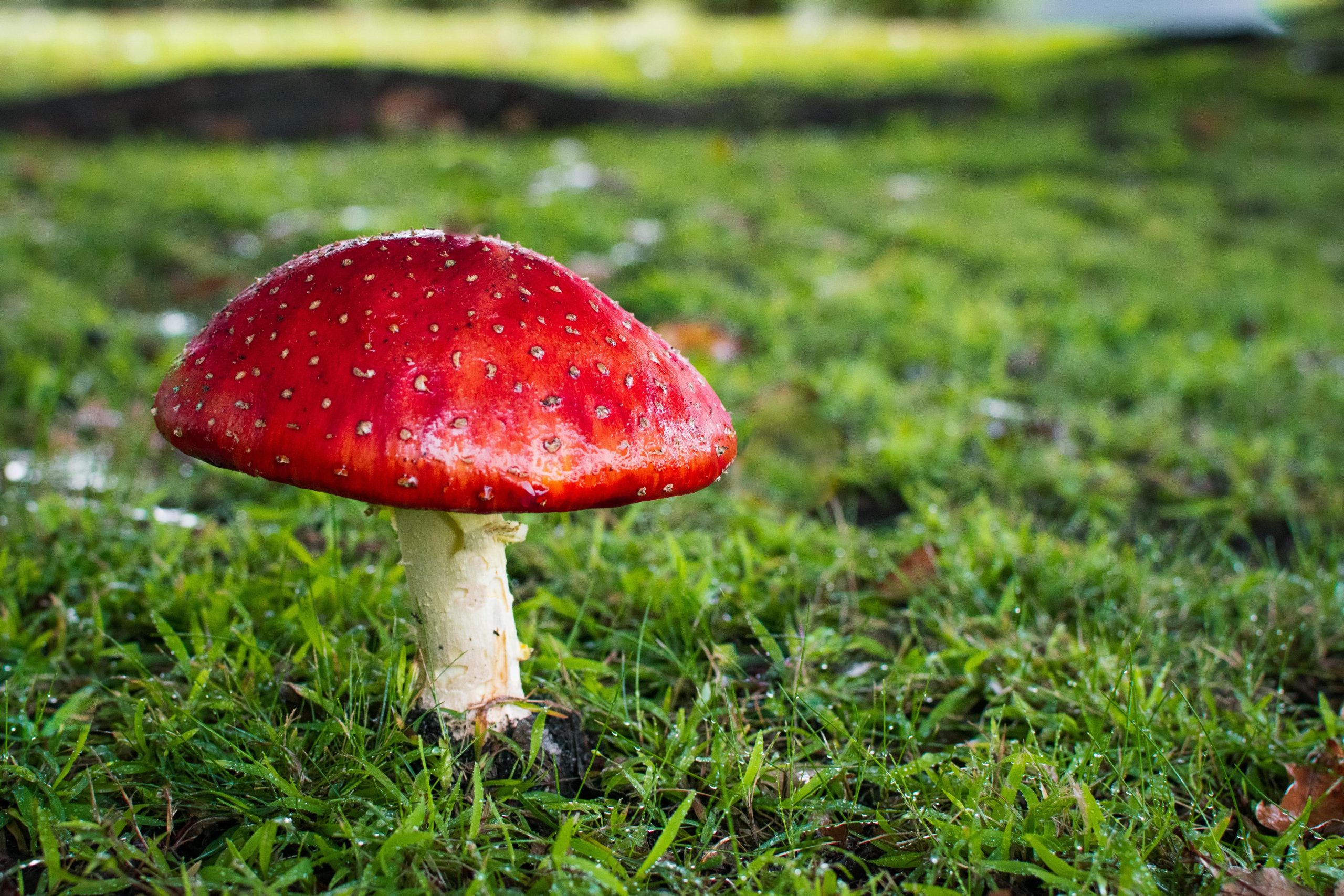 Red toadstool in lawn.