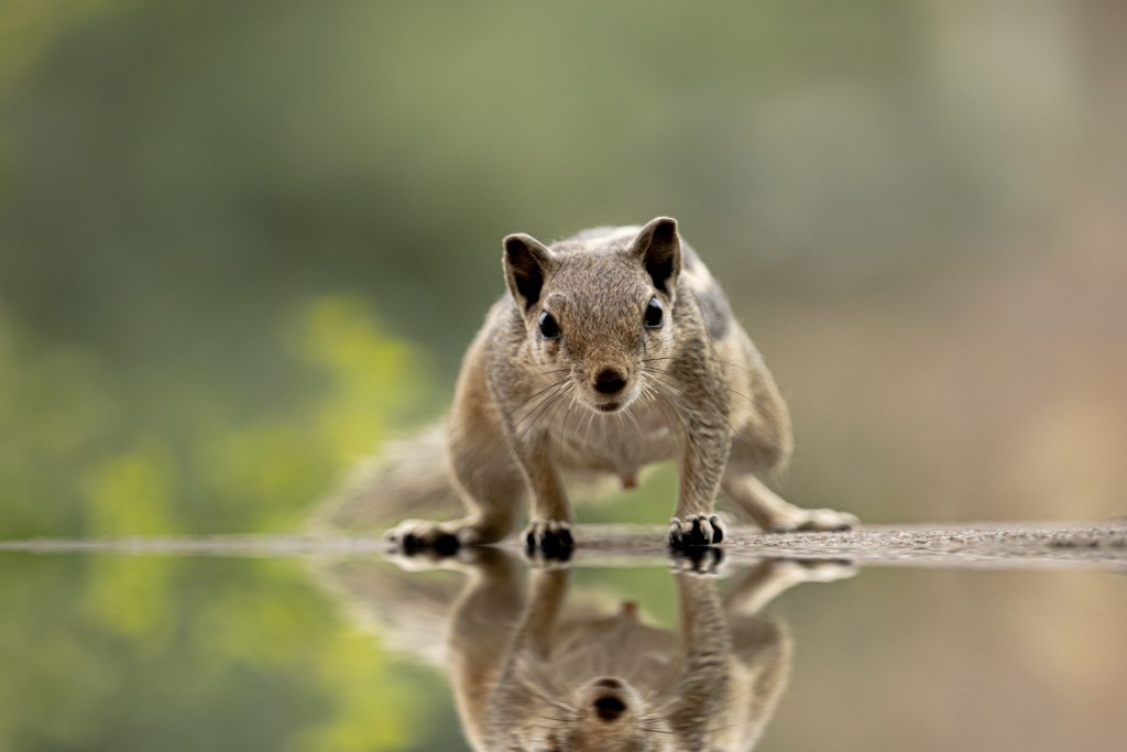 Squirrel in a puddle.