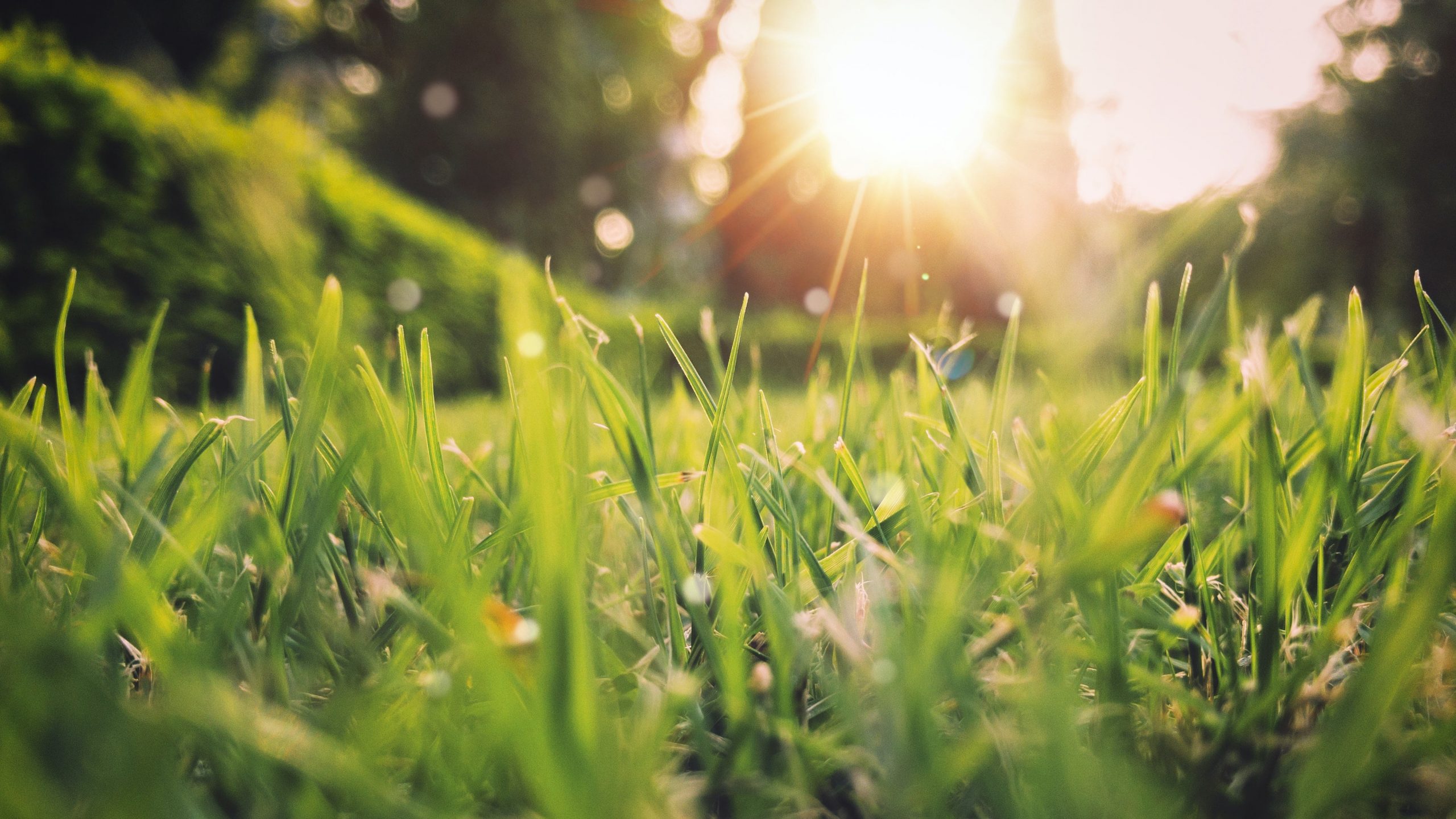 Sun shining on grass in the spring.