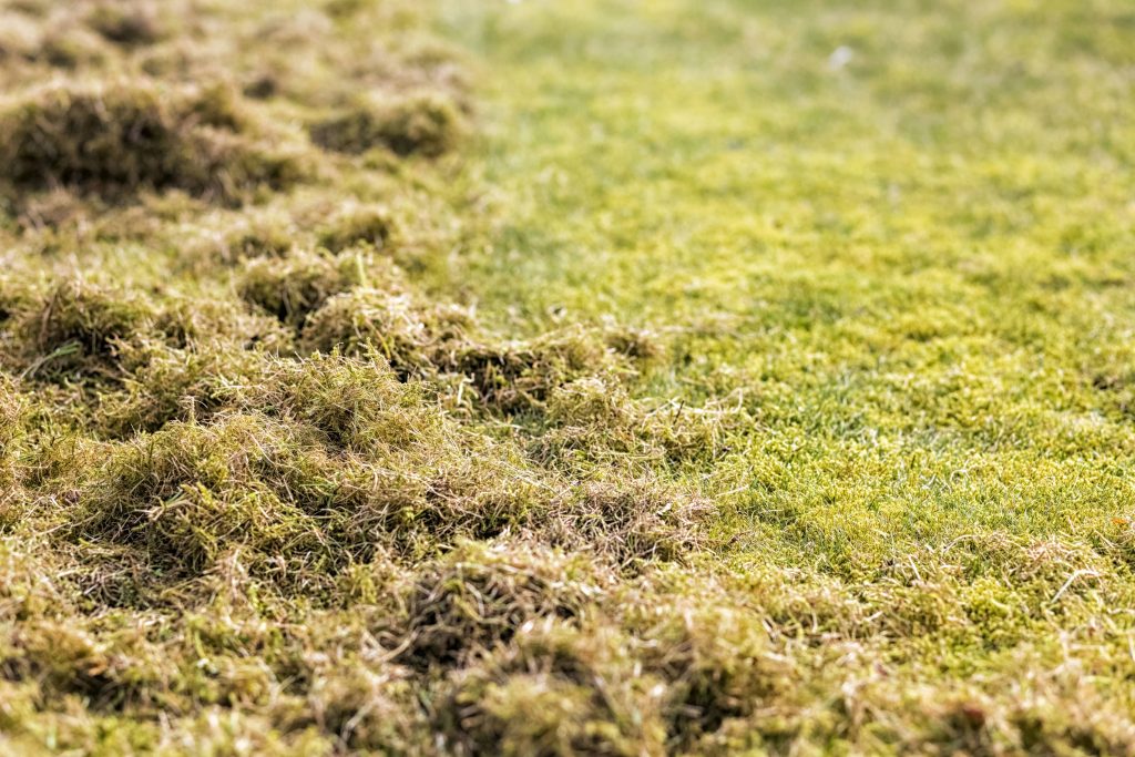 Thatch buildup on a lawn.