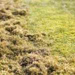 Dethatching Lawn Mower Blades Explained | Do They Work?
