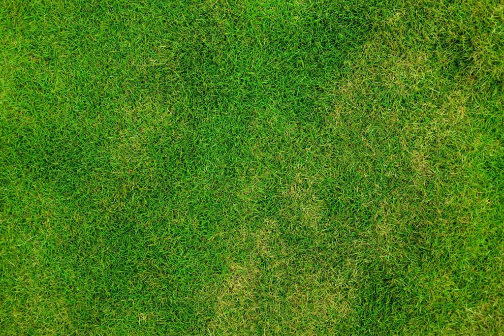 Top down view of a lawn.