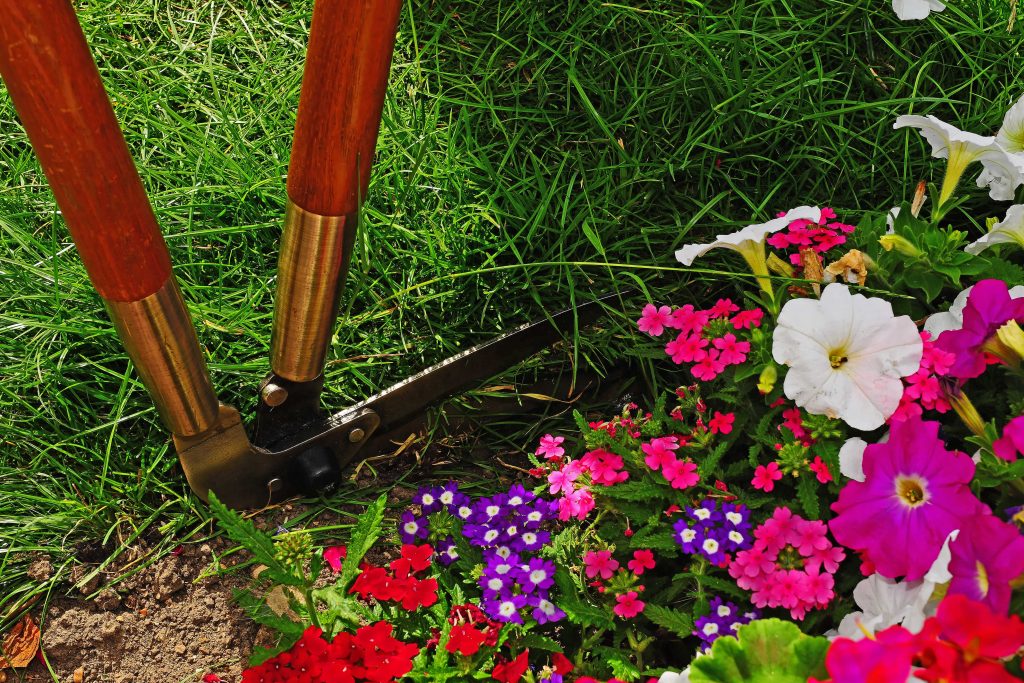 Edging shears being used to trim the edge of a flower bed.