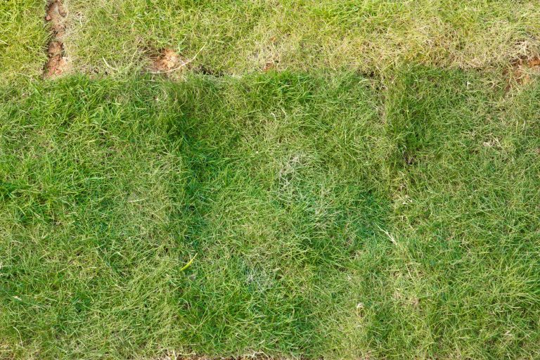 5 Common Newly Laid Turf Problems, And How To Fix Them