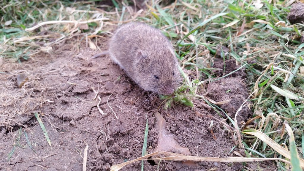 Vole on grass.