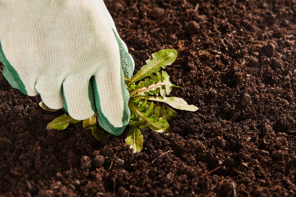 Removing a weed from the soil.