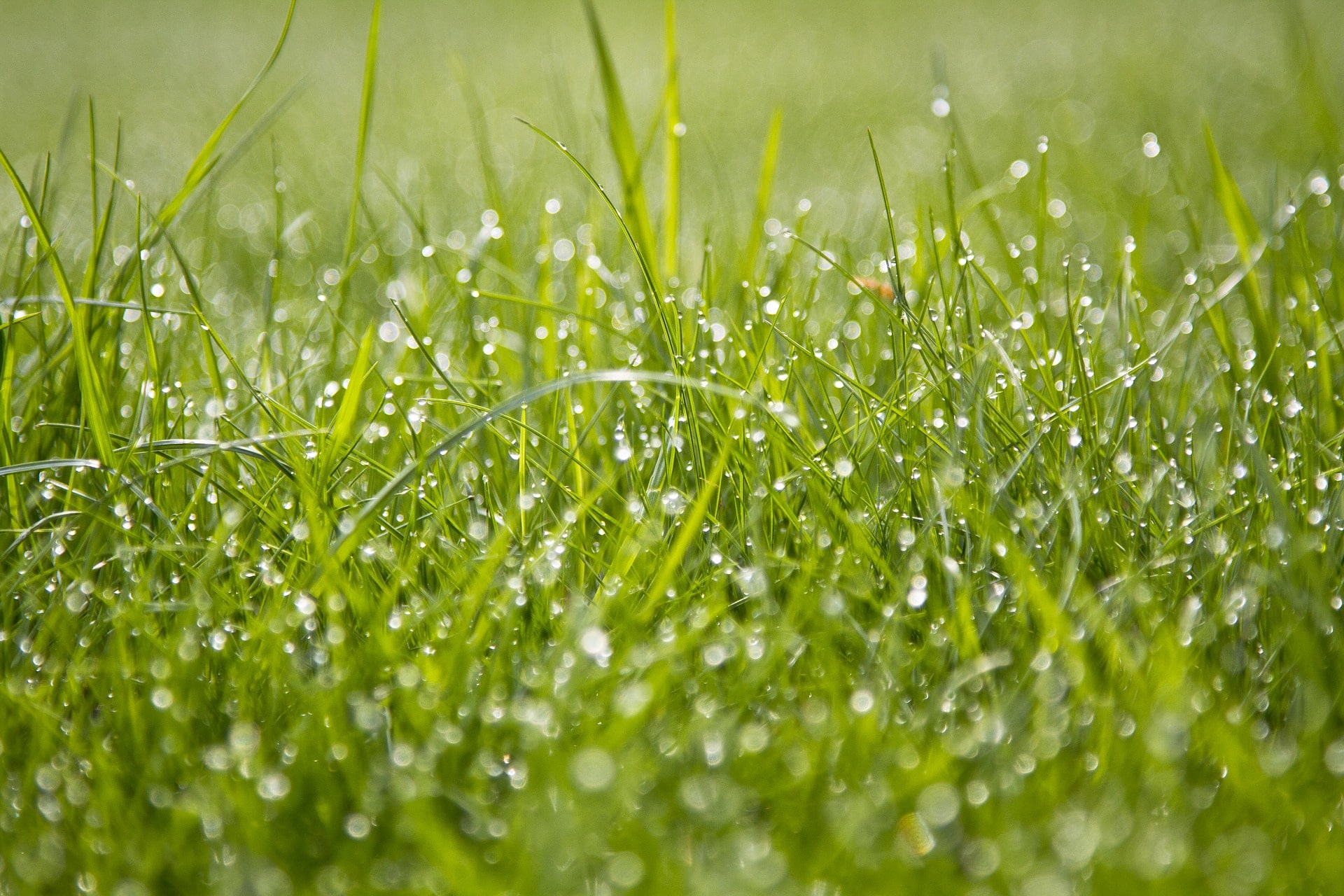 Wet green grass.