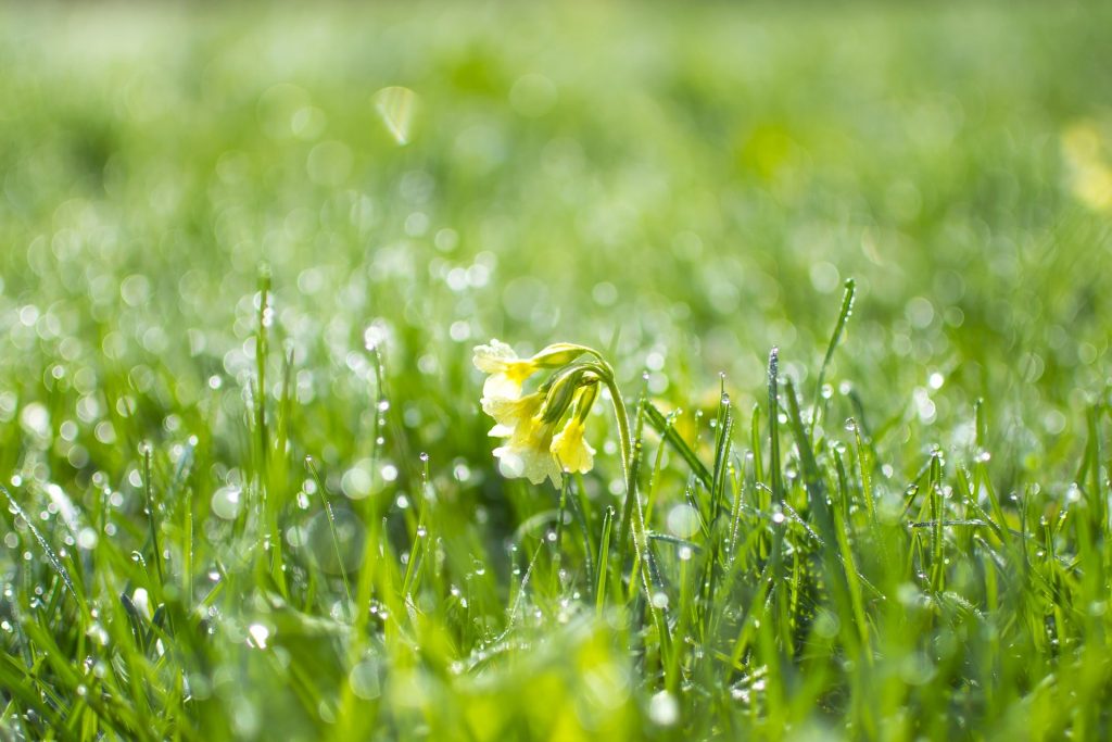 Wet grass with a flower.