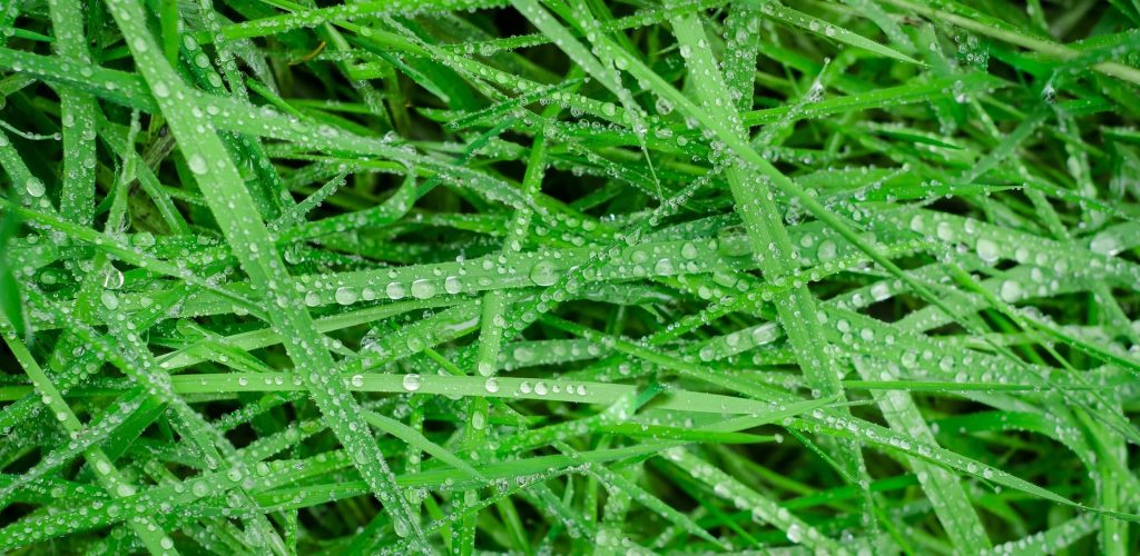 Grass with moisture on it.