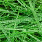 Can You Cut Wet Grass? If So, How Do You Mow A Wet Lawn?