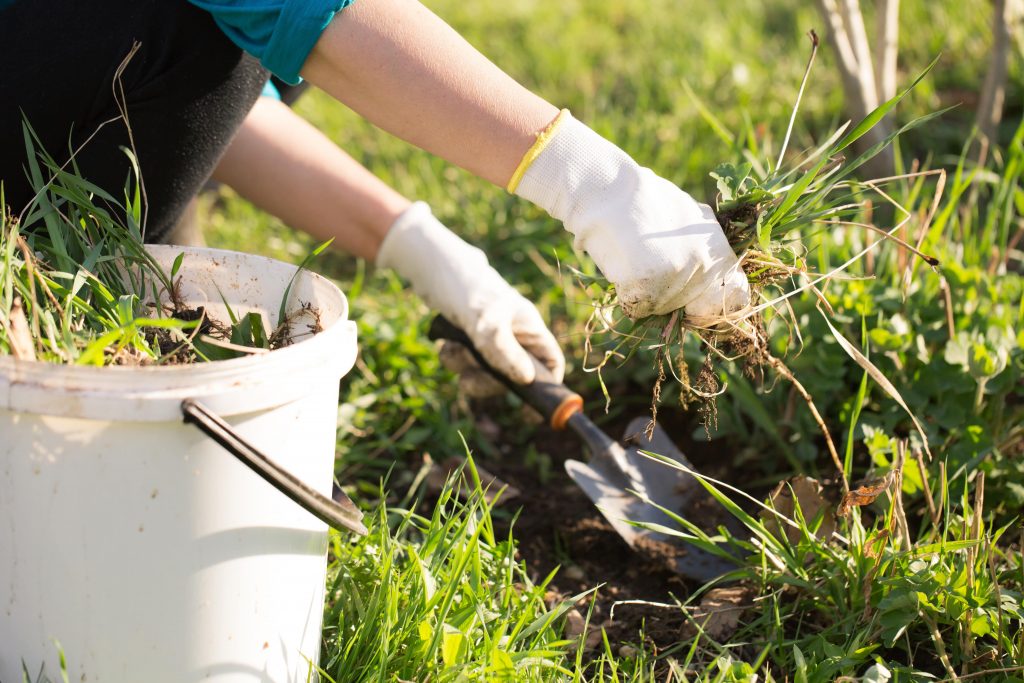 Woman removing invasive grass species from her lawn.