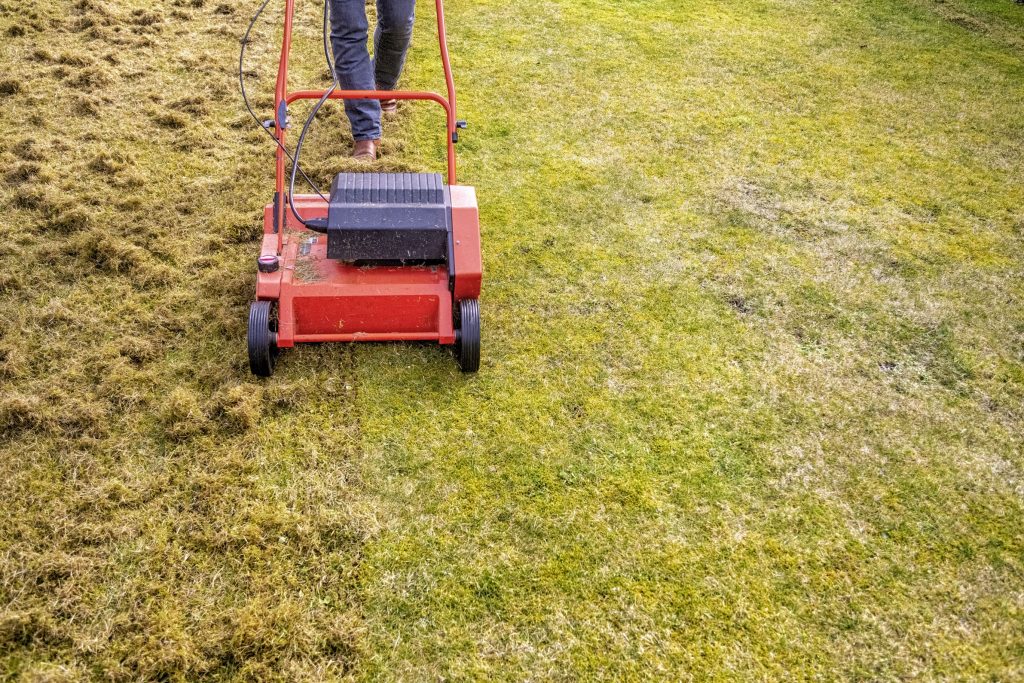 Woman using a lawn scarifier.