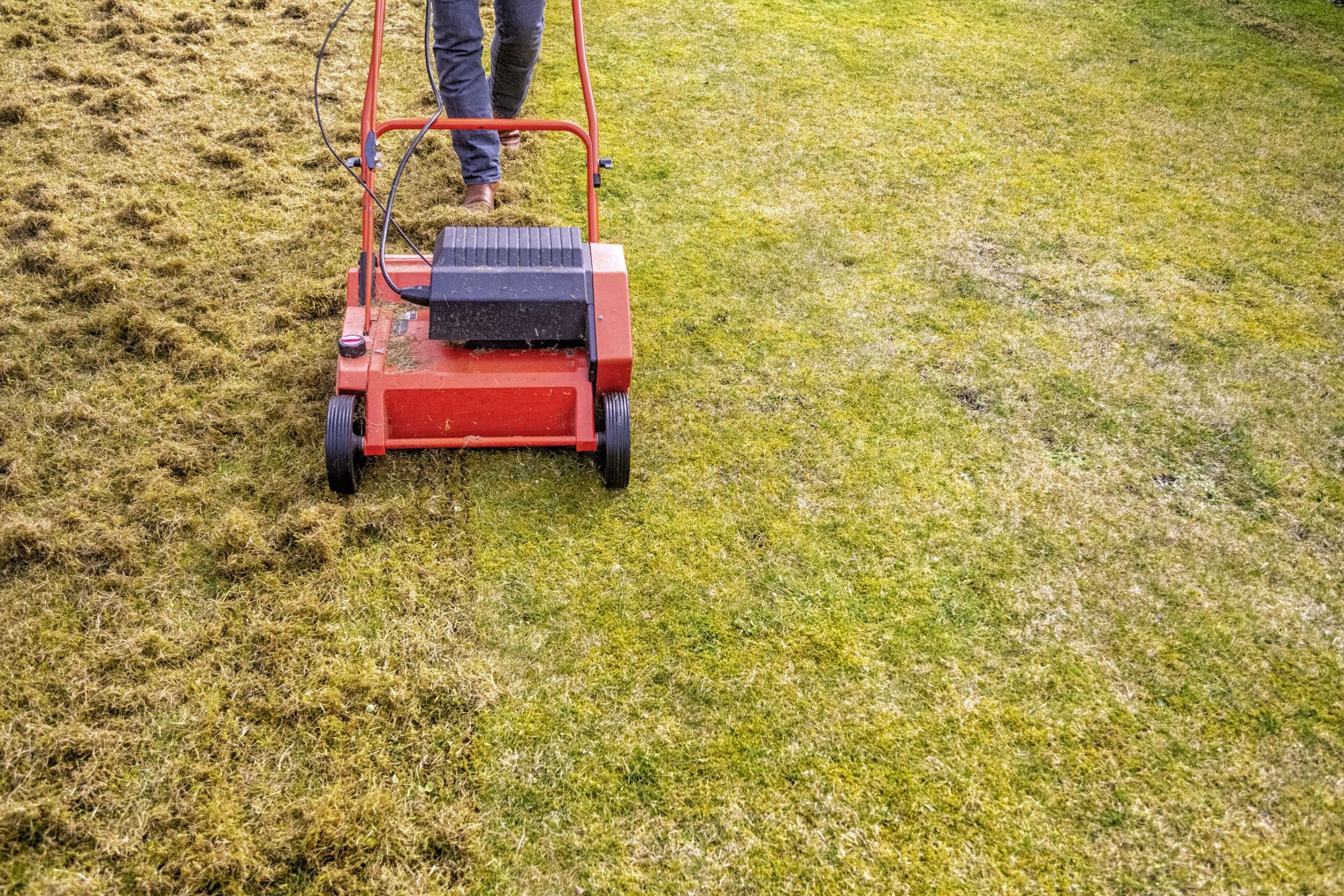 Effect of scarifying on the look of a lawn.