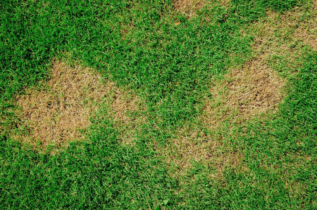 Why Grass Turns Yellow, And How To Make It Green Again
