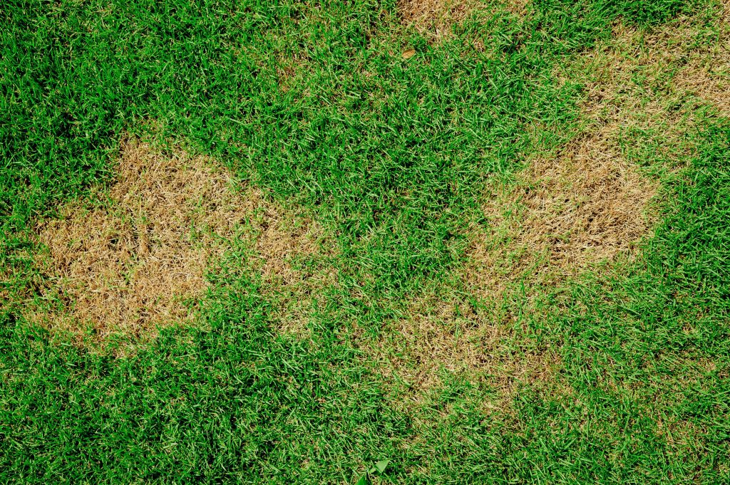 Yellow patches on grass.