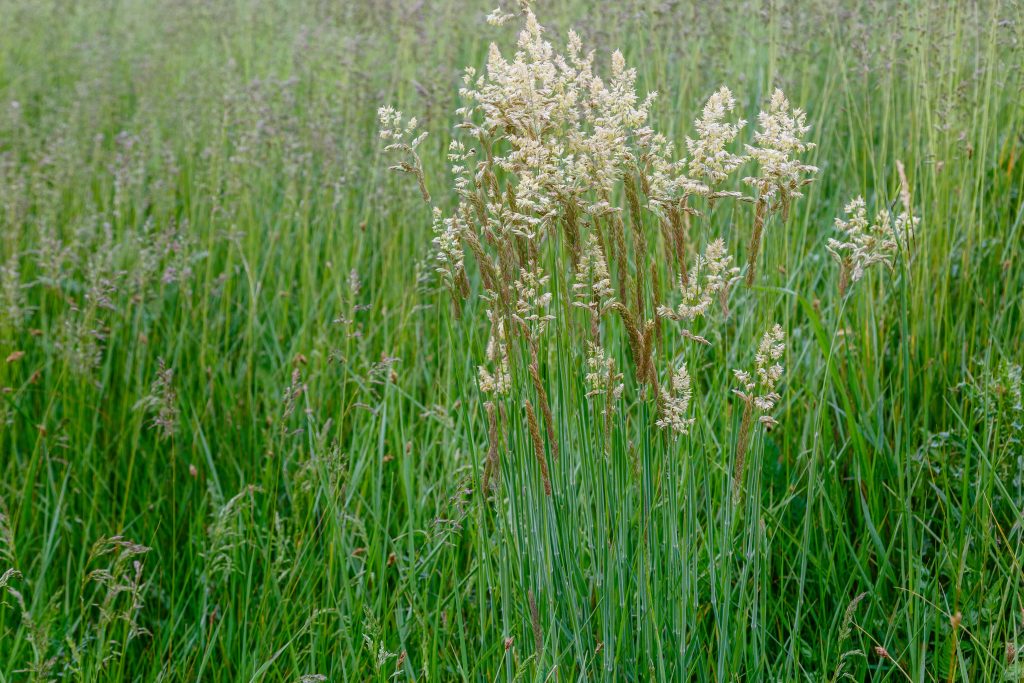 Yorkshire Fog grass.